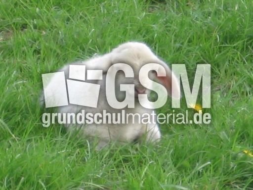 Lamm1.JPG